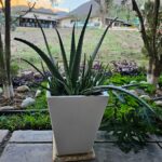 FICHA TÉCNICA — SÁBILA – Aloe vera (L.) Burm.f.