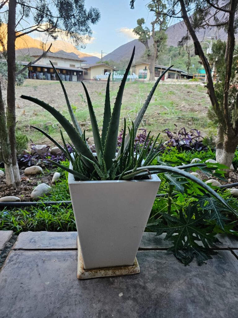 FICHA TÉCNICA — SÁBILA – Aloe vera (L.) Burm.f.