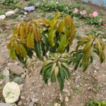 FICHA TÉCNICA — MANGO – Manguifera indica L.