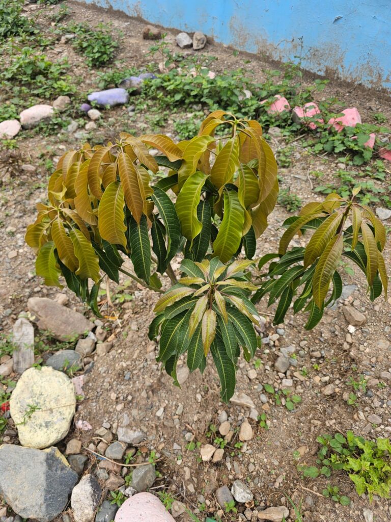 FICHA TÉCNICA — MANGO – Manguifera indica L.