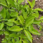FICHA TÉCNICA — LIMA – Citrus × limetta Risso