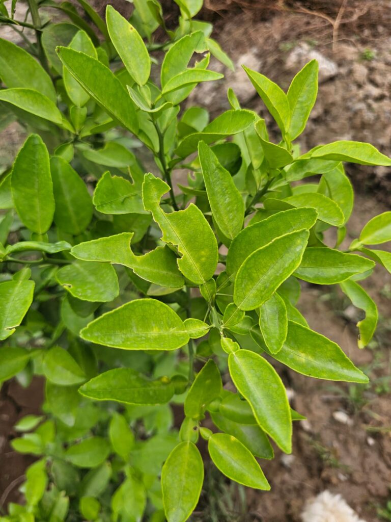 FICHA TÉCNICA — LIMA – Citrus × limetta Risso
