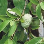 FICHA TÉCNICA — CHIRIMOYA – Annona cherimola Mill. (Philip Miller)