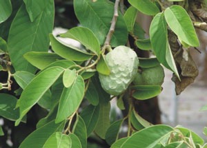 FICHA TÉCNICA — CHIRIMOYA – Annona cherimola Mill. (Philip Miller)