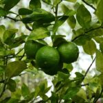 FICHA TÉCNICA — LIMA DULCE – Citrus × limetta Risso