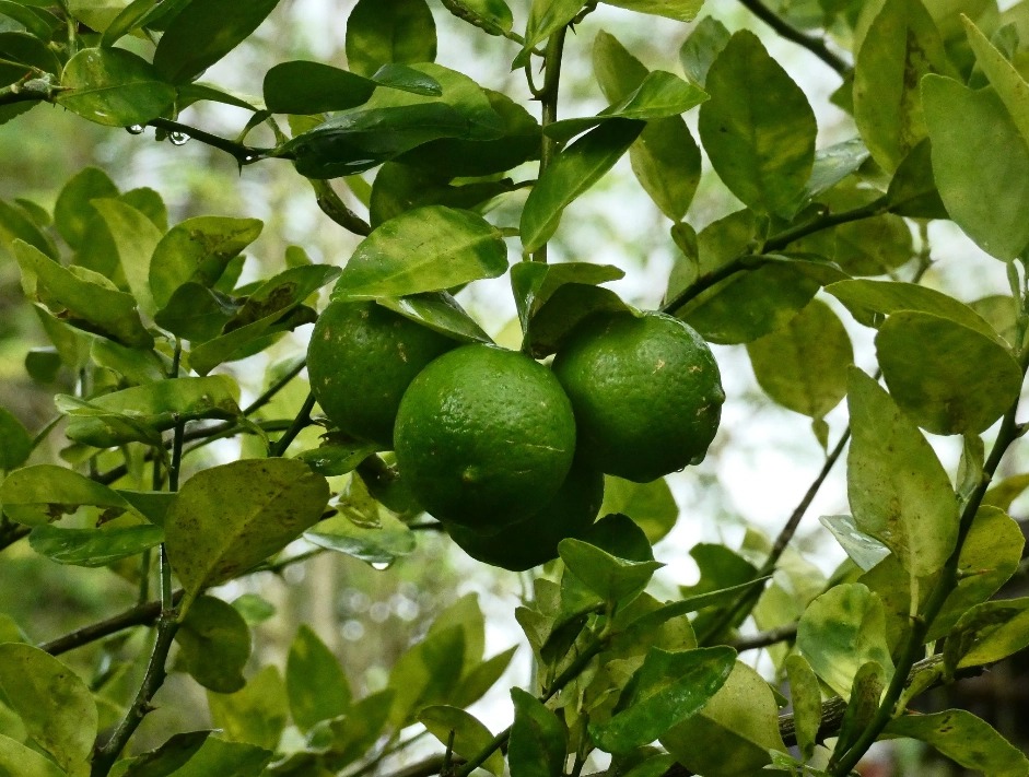 FICHA TÉCNICA — LIMA DULCE – Citrus × limetta Risso
