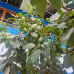 FICHA TÉCNICA — PALTA -Persea americana Mill.