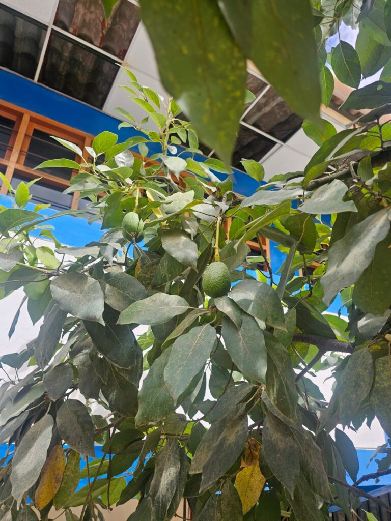 FICHA TÉCNICA — PALTA -Persea americana Mill.