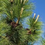FICHA TÉCNICA — PINO RADIATA-Pinus radiata D.Don