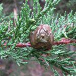 FICHA TÉCNICA — CIPRÉS – Cupresus macrocarpa Hartw. Ex Gordon