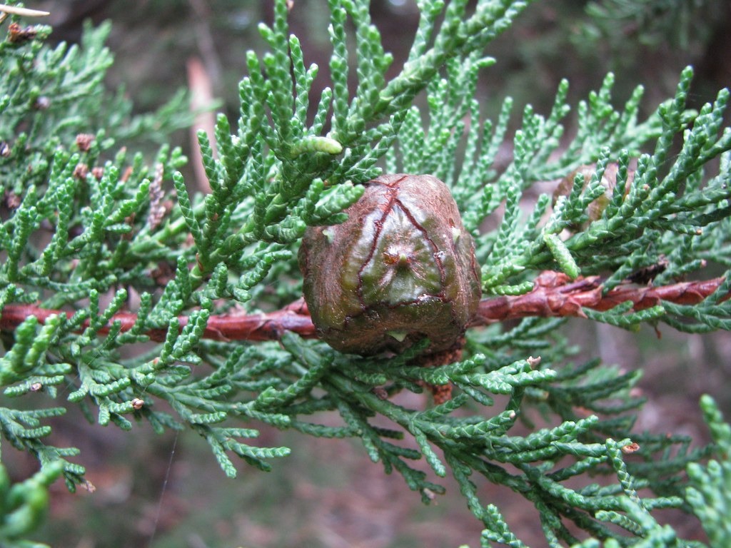 FICHA TÉCNICA — CIPRÉS – Cupresus macrocarpa Hartw. Ex Gordon