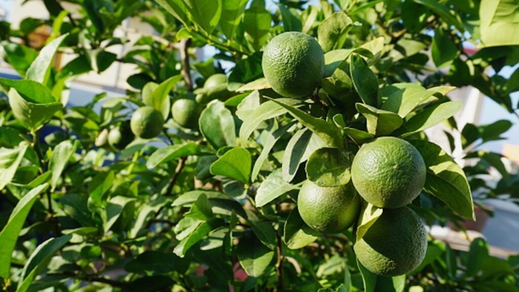 FICHA TÉCNICA — LIMÓN (Citrus × limón (L.) Osbeck)