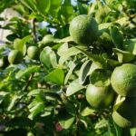 FICHA TÉCNICA — LIMÓN (Citrus × limón (L.) Osbeck)