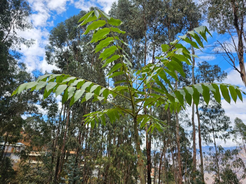 FICHA TÉCNICA — CEDRO – Cedrela odorata L.