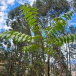 FICHA TÉCNICA — CEDRO – Cedrela odorata L.