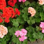 FICHA TÉCNICA — GERANIO -Pelargonium x hortorum L.H. Bailey