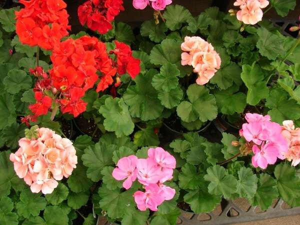 FICHA TÉCNICA — GERANIO -Pelargonium x hortorum L.H. Bailey