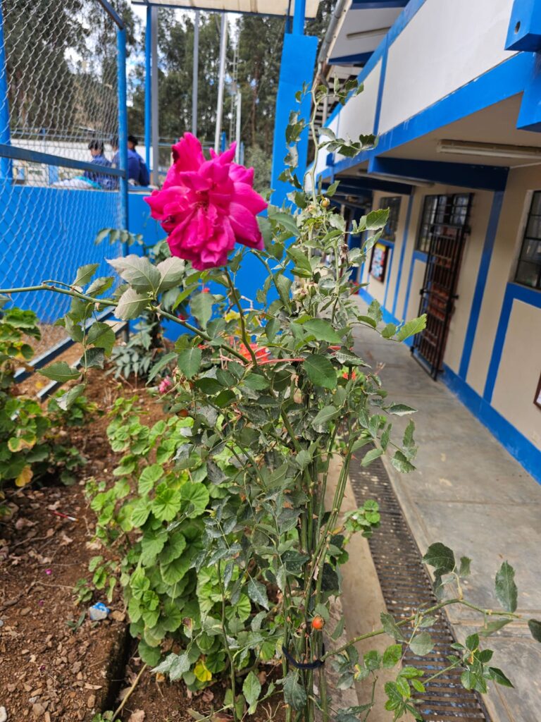 FICHA TÉCNICA — ROSA HÍBRIDA – Rosa x hybrida L.