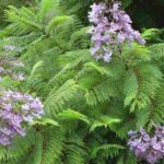 FICHA TÉCNICA — ARABISCO -Jacaranda acutifolia Bonpl.