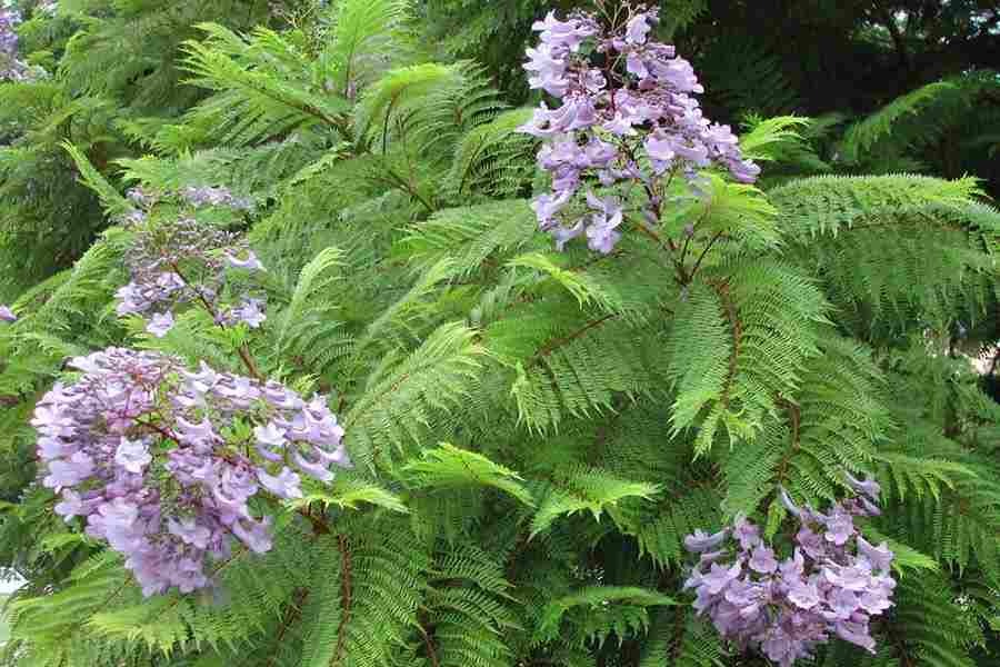 FICHA TÉCNICA — ARABISCO -Jacaranda acutifolia Bonpl.