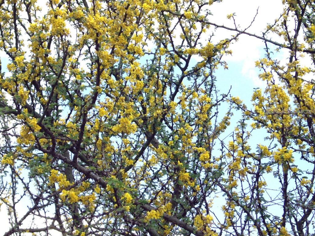 FICHA TÉCNICA — CANAQUIL O PALO VERDE Parkinsonia praecox (Ruiz & Pav.) Hawkins