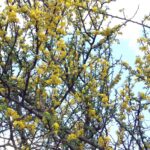 FICHA TÉCNICA — CANAQUIL O PALO VERDE Parkinsonia praecox (Ruiz & Pav.) Hawkins