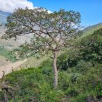 FICHA TÉCNICA — PATE – Eriotheca ruizii (Kunth) A. Robyns
