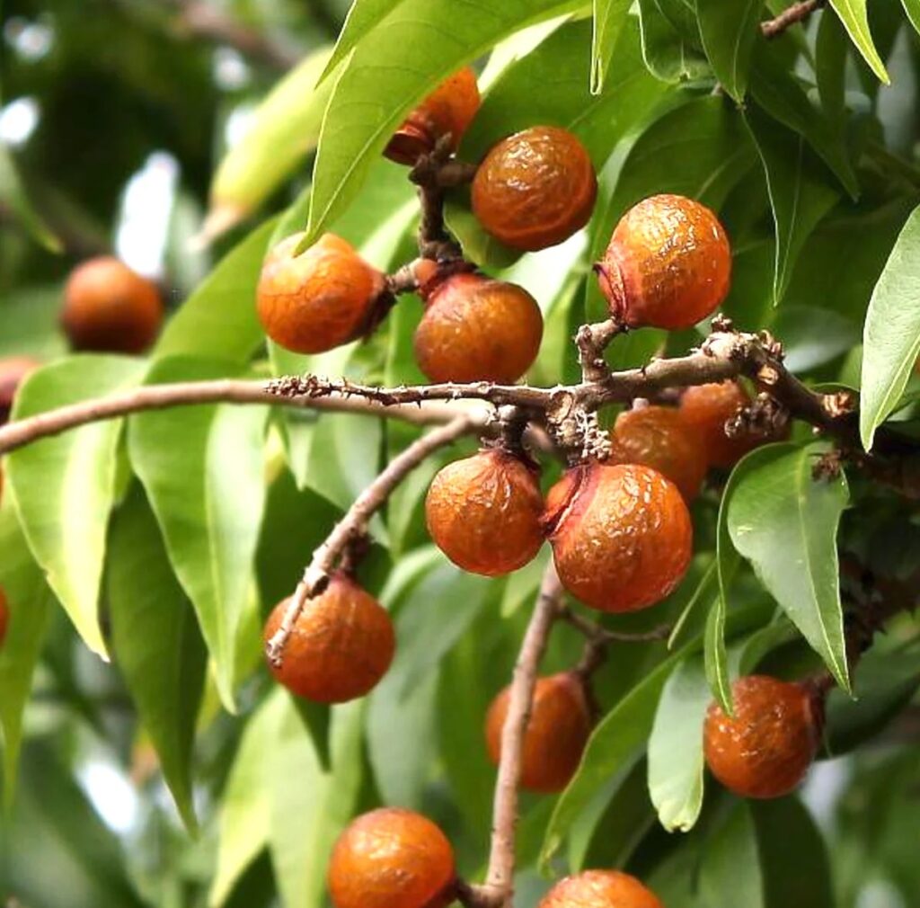 FICHA TÉCNICA — CHOLOQUE Sapindus saponaria L.
