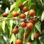 FICHA TÉCNICA — CHOLOQUE Sapindus saponaria L.