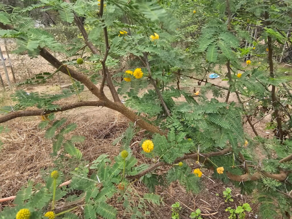 FICHA TÉCNICA — ESPINO AMARILLO -Vachelia farmeciana (L.) Wight & Arn.
