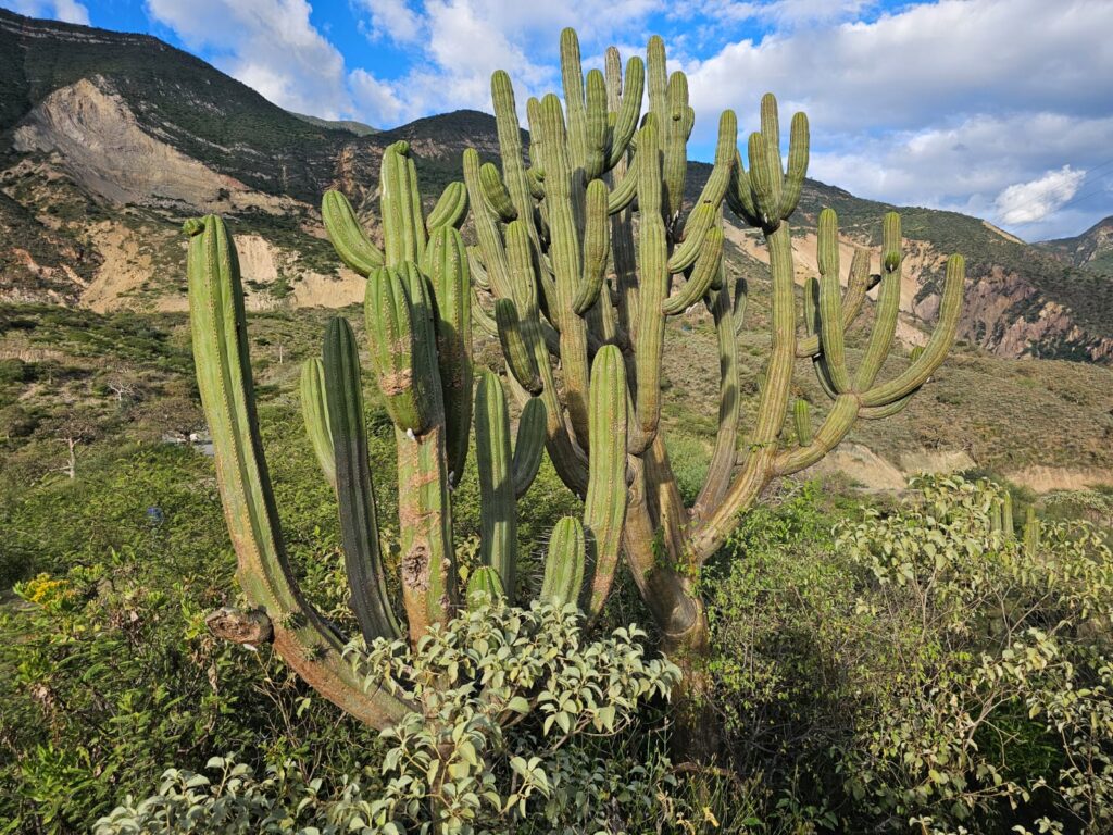 FICHA TÉCNICA — BROWNINGIA DE SOMBRERO – Browningia pilleifera (F.Ritter) P.C.Hutchison