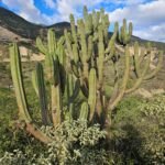 FICHA TÉCNICA — BROWNINGIA DE SOMBRERO – Browningia pilleifera (F.Ritter) P.C.Hutchison