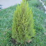 FICHA TÉCNICA — CIPRÉS – Cupressus lusitanica Mill.