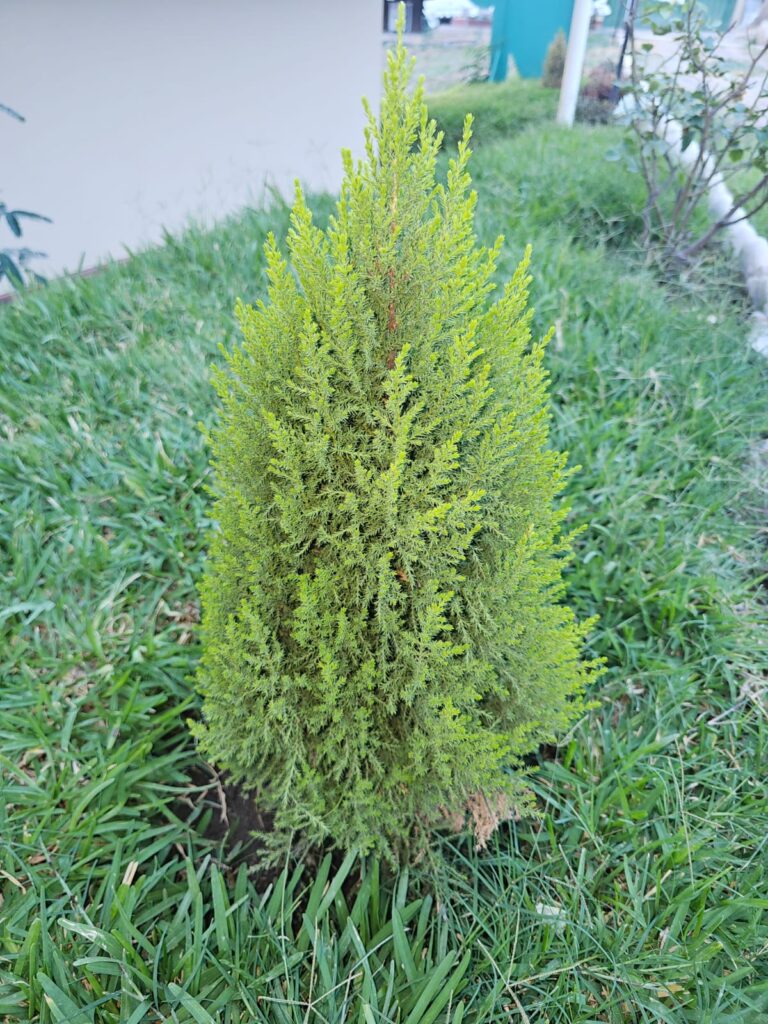 FICHA TÉCNICA — CIPRÉS – Cupressus lusitanica Mill.