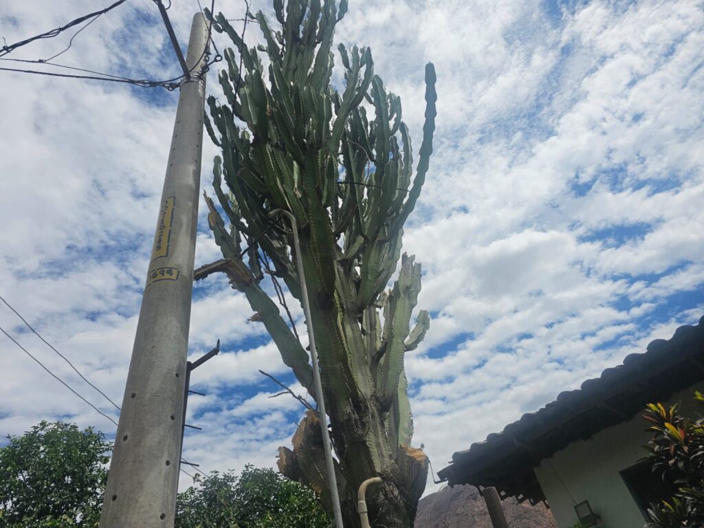 FICHA TÉCNICA — CACTUS CANDELABRO Euphorbia canariensis L.