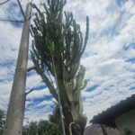 FICHA TÉCNICA — CACTUS CANDELABRO Euphorbia canariensis L.