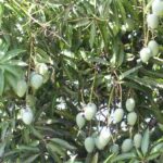 FICHA TÉCNICA — MANGO – Mangifera indica L.