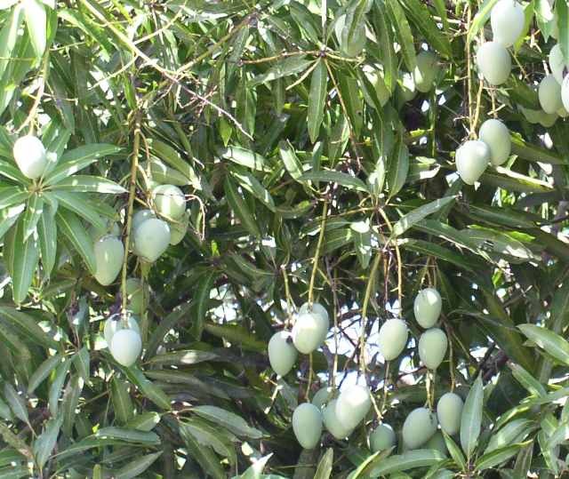 FICHA TÉCNICA — MANGO – Mangifera indica L.