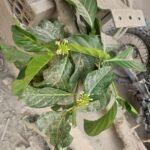 FICHA TÉCNICA — NONI – Morinda citrifolia L.