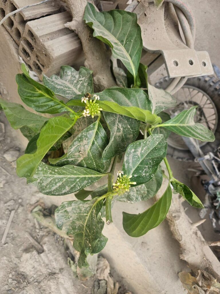 FICHA TÉCNICA — NONI – Morinda citrifolia L.