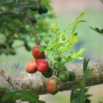 FICHA TÉCNICA — CIRUELA – Spondias purpurea L.