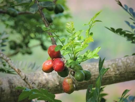 FICHA TÉCNICA — CIRUELA – Spondias purpurea L.