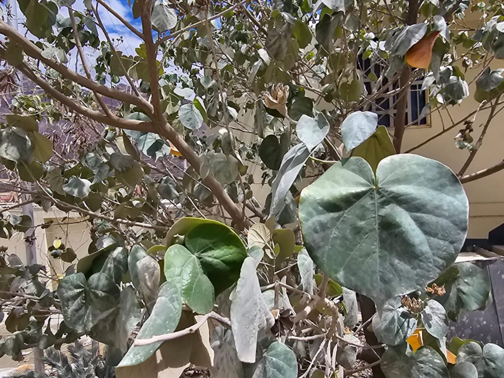 FICHA TÉCNICA — ALGODONERO DE PLAYA – Hibiscus tiliaceus L.