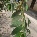 FICHA TÉCNICA — CAPULÍN O CHERRY – Muntingia calabura L.