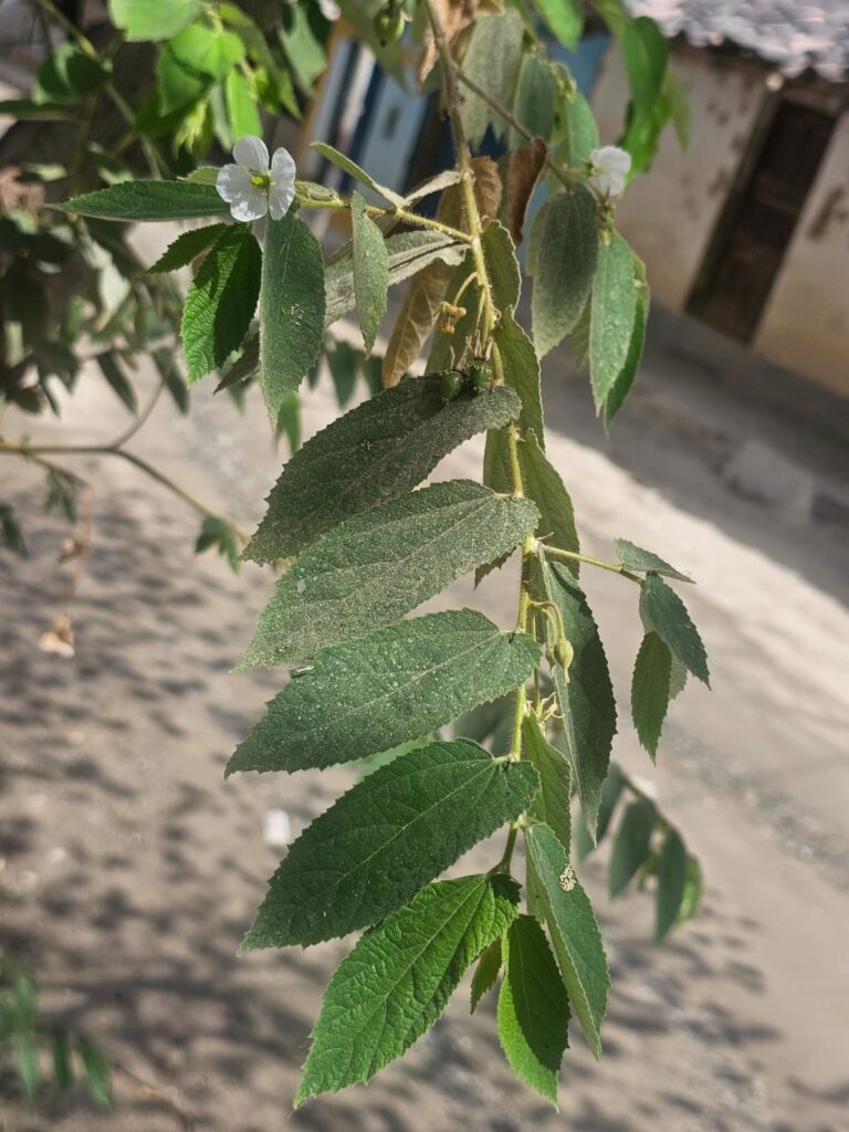FICHA TÉCNICA — CAPULÍN O CHERRY – Muntingia calabura L.