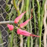 FICHA TÉCNICA — ZAPATITO DE REINA- Euphorbia lomelii V.W.Stenm.