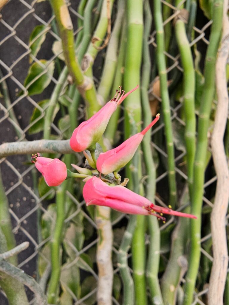 FICHA TÉCNICA — ZAPATITO DE REINA- Euphorbia lomelii V.W.Stenm.