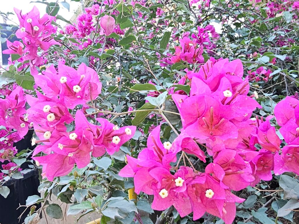 FICHA TÉCNICA — BUGANVILLA – Bougainvillea spectabilis Willd.