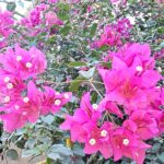 FICHA TÉCNICA — BUGANVILLA – Bougainvillea spectabilis Willd.