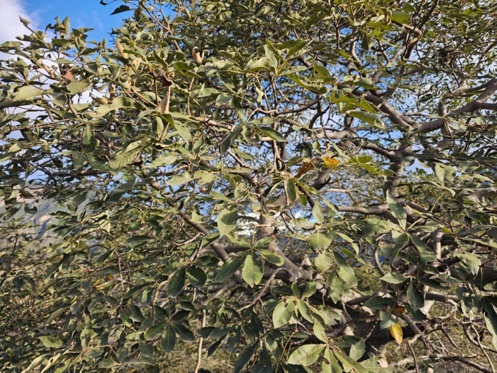 FICHA TÉCNICA — PATE – Eriotheca discolor (Kunth) A. Robyns